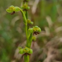 Habenaria acuminata (Thwaites) Trimen